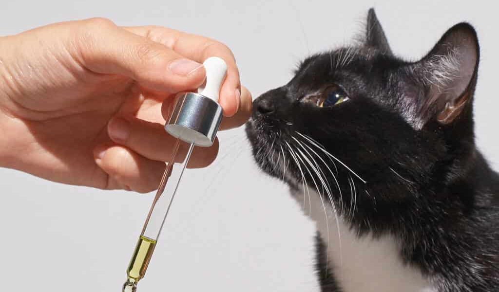 cat smelling CBD OIL TO RELAX FRO CAT-SHOP/GR