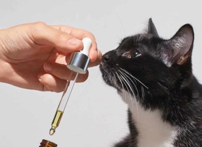 cat smelling CBD OIL TO RELAX FRO CAT-SHOP/GR