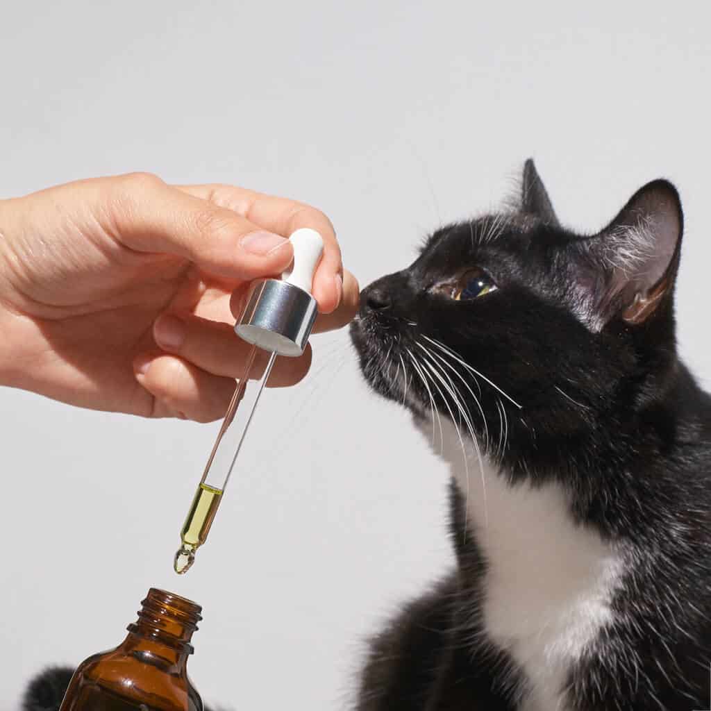 cat smelling CBD OIL TO RELAX FRO CAT-SHOP/GR